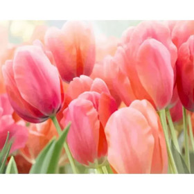 Tulip Garden Paint by Number Kit | Detailed Floral Painting