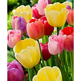 Paint by Number Wild Tulips | Anti-Stress and Meditative Hobby