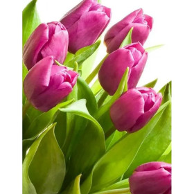 Paint by Number Dutch Tulips | Artistic Tour of the Netherlands