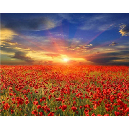 Paint by Number Poppy Field | Country Atmosphere