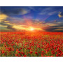 Paint by Number Poppy Field | Country Atmosphere