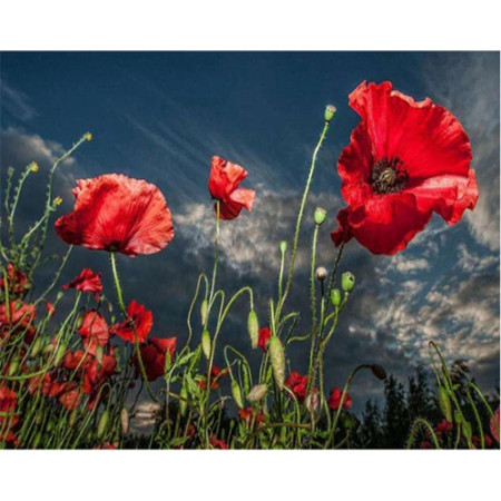 Paint by Number Wild Poppies | Floral Liberty
