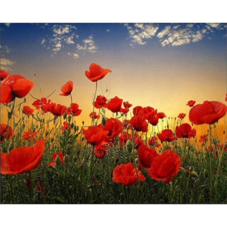 Paint by Number Poppies in the Wind | Poetic Dance