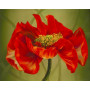 Paint by Number Impressionist Poppies | Tribute to Monet