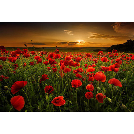 Paint by Number Poppies at Dusk | Evening Magic