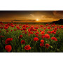 Paint by Number Poppies at Dusk | Evening Magic