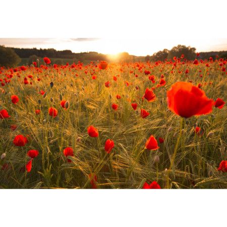 Paint by Number Poppies at Sunrise | Flamboyant Awakening