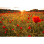 Paint by Number Poppies at Sunrise | Flamboyant Awakening