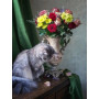 Paint by Number Kit Persian Cat and Multicolor Bouquet