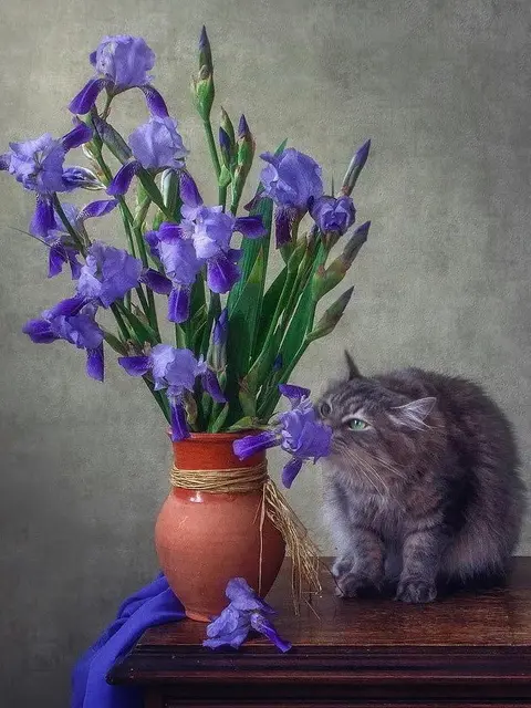 Persian Cat and Iris Paint by Number Kit