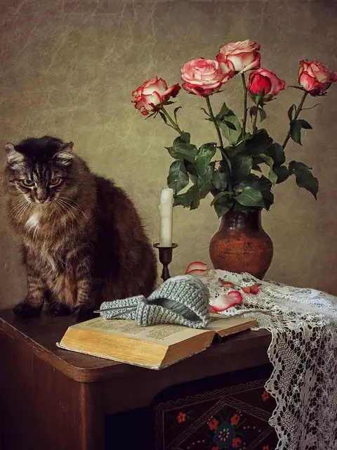 Painting by Number Persian Cat and Romantic Roses