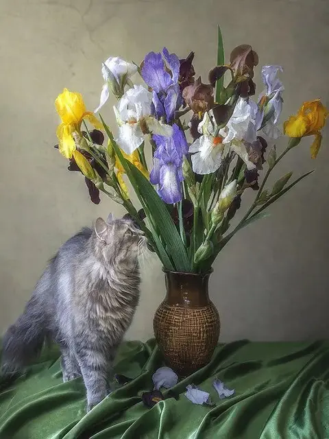 Paint by Number Dreamy Persian Cat and Multicolored Irises