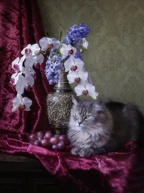 Persian Cat and Blue Orchids Paint by Numbers