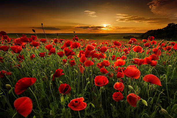 paint by number Poppies at Dusk