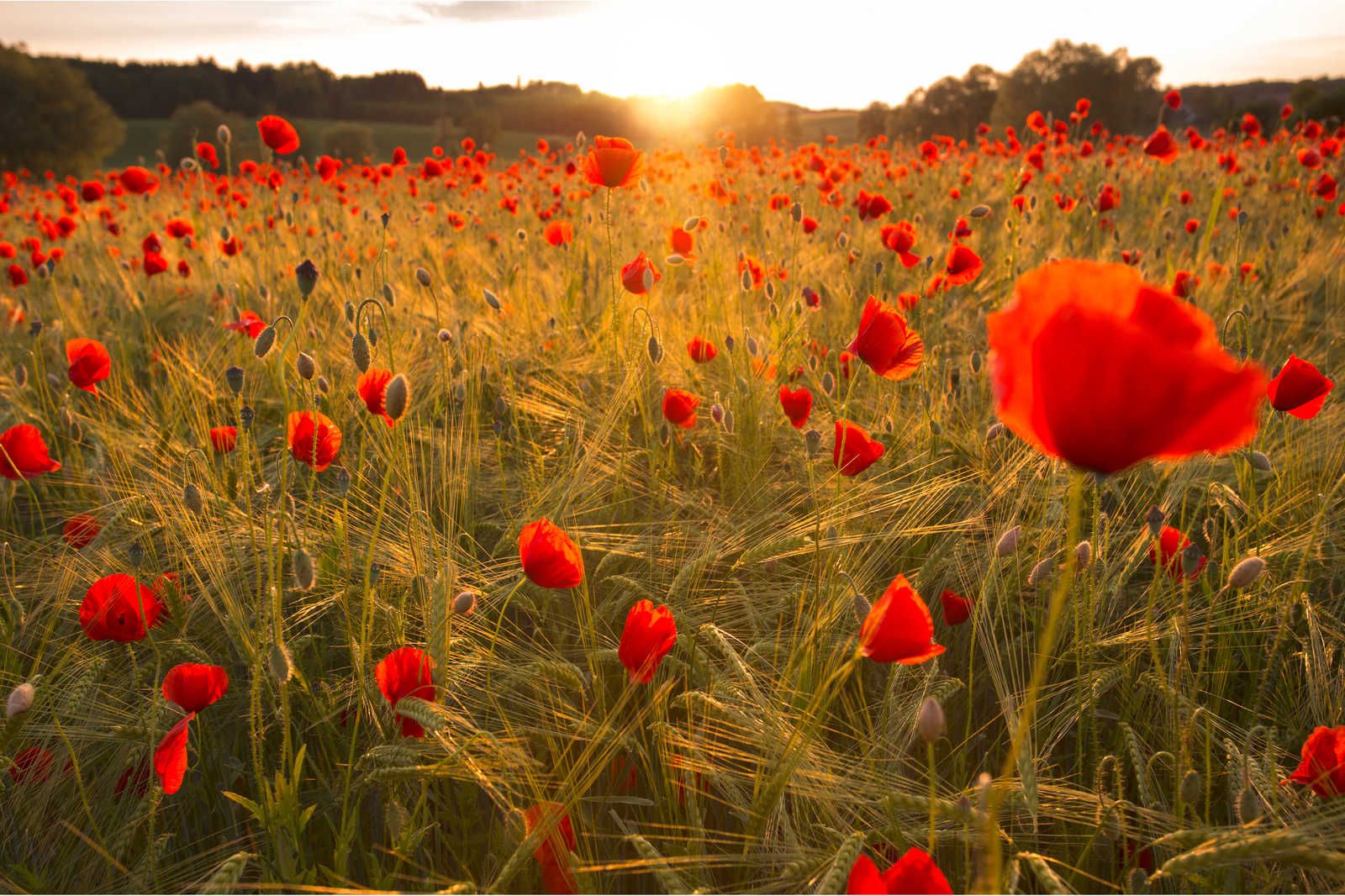 Paint by Number Poppies at Sunrise