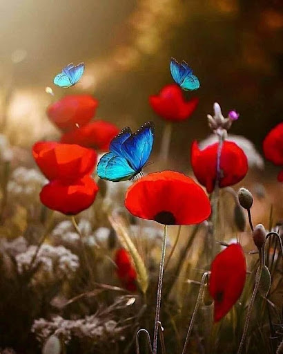paint by number Poppies and Butterflies