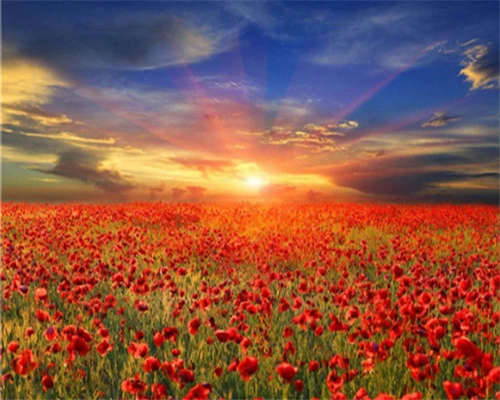 paint by number poppy field