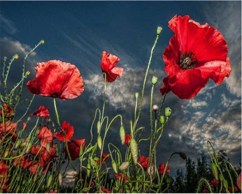paint by number wild poppies