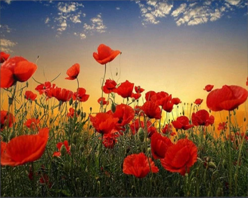 Paint by number Poppies in the Wind