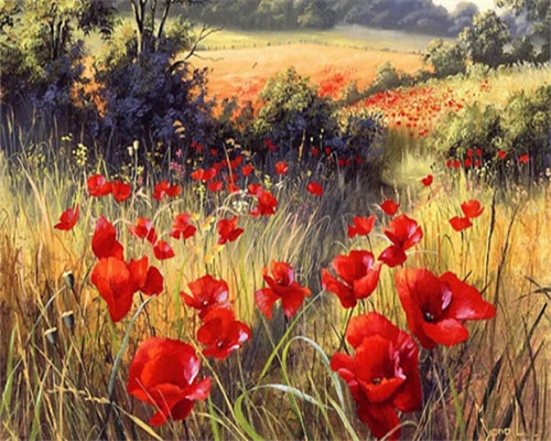 paint by number wild poppies